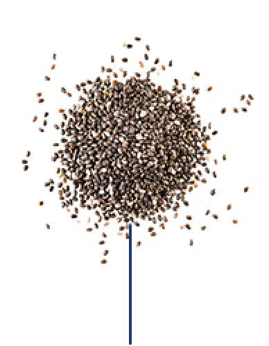 15 mL (1 tbsp) chia seeds